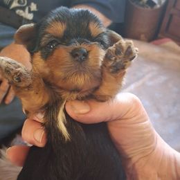 Groot - Black and tan male Yorkshire Terrier puppy in Jacksonville, Arkansas from Royal Yorkie Terrier