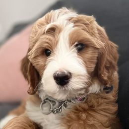 Bernedoodles from Maple Drive Doodles