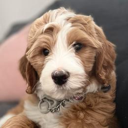 Bernedoodles from Maple Drive Doodles