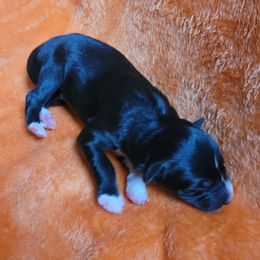Skye - Black and white female Border Collie puppy in Watsontown, Pennsylvania from Kate Gresham