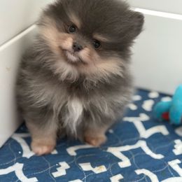 Dasher - Blue and tan male Pomeranian puppy in Newport Beach, California from Exotic City Pomeranians and chihuahuas