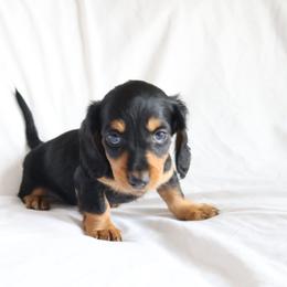 Danny - Black and cream male Dachshund puppy in Fredericksburg, Ohio from William's Dachshunds