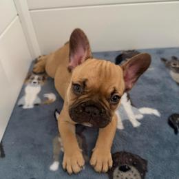 Sunny - Fawn and white male French Bulldog puppy in Franklin, Pennsylvania from Falco’s Frenchies