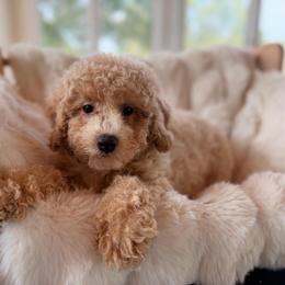 Candy apple - Apricot female Goldendoodle puppy in North Royalton, Ohio from Johnson's Doodles