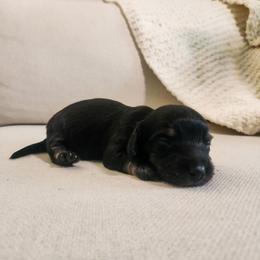 Onyx - Black and cream male Dachshund puppy in Dighton, Massachusetts from Powerdox Dachshunds