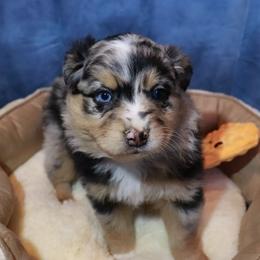 Charlie - Blue merle male Miniature Australian Shepherd puppy in Macomb, Missouri from Faunus Farms and Aussies