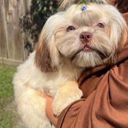 Ink - Brindle Shih Tzu puppy in Texas from Shihtzu Legacy