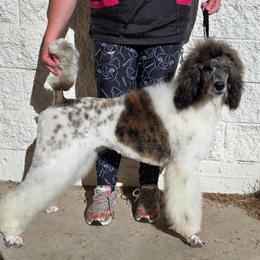 Swiss - Brindle - Brindle female Poodle puppy in Parker, Colorado from Pawsh K9’s