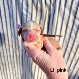 Layla (Lt. pink) - Buff female Cockapoo puppy in Denver, Pennsylvania from Greenview Puppies