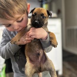 RJ - Yellow male Dutch Shepherd puppy in Clarksville, Tennessee from Vuurhart Herders