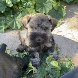 Miniature Schnauzer Puppies from Apples schnauzers