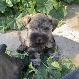 Miniature Schnauzer Puppies from Apples schnauzers