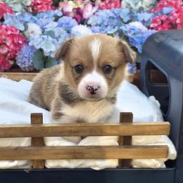 Pembroke Welsh Corgi Puppies from AW Corgis