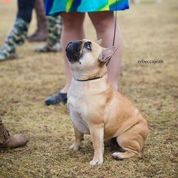 French Bulldogs from Le Petite Lion