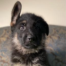 Lime collar boy - Black and tan male German Shepherd puppy in Coleta, Illinois from Four Leaf Farm- Vom Vierblättriges Bauernhof