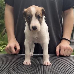 Girl 1 - White and red female Silken Windhound puppy in Wayzata, Minnesota from Cadence Silken Windhounds