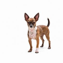 CKC Health Tested Porkchop - Fawn brindled black male Chihuahua puppy in Scottdale, Pennsylvania from Itty Bitty Boston & Chi Co, Veteran Owned