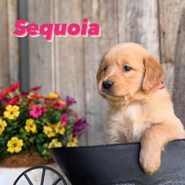 Golden Retriever Puppies from Everlong Equine and Canine