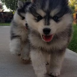 Pomsky Puppies from Blue Mountain Pomskies
