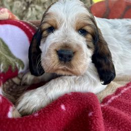 Pike - Red and white male English Springer Spaniel puppy in Livingston, Montana from Yellowstone Springers