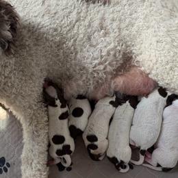 Boy 3 - Brown roan male Lagotto Romagnolo puppy in Sherman, Texas from Texas Lagottos