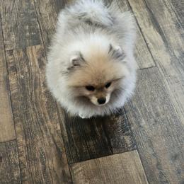 Fred - Cream sable male Pomeranian puppy in Austin, Texas from Heart Of Texas Pom's
