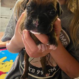Girl 1 - Fawn female Boxer puppy in Caspian, Michigan from Andrus Family Boxers