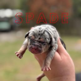 Spade - Blue merle female Catahoula Leopard Dog puppy in Okeechobee, Florida from Lazy 44 Catahoulas