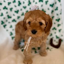 Anette - Buff and white female Cockapoo puppy in Preston, Idaho from Shaffer Top Notch Puppies