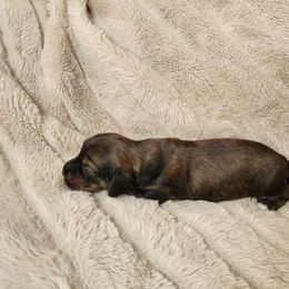 Brenda - Dachshund puppy from Lazy K&M Dachshunds