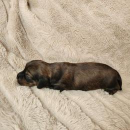 Brenda - Dachshund puppy from Lazy K&M Dachshunds