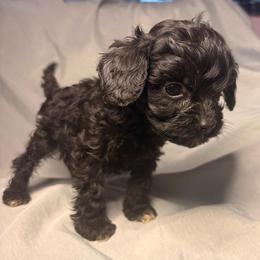 Blueberry - Black female Cavapoo puppy in El Sobrante, California from Mckendra's Legacy