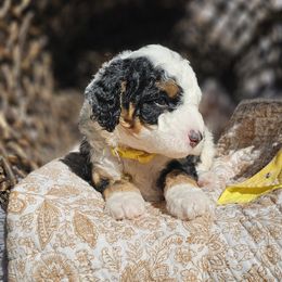 Panda Yellow Collar - Tri-color female Bernedoodle puppy in Bonham, Texas from Happy Valley Puppies
