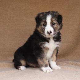 Border Collie Puppies from C Bar C Ranch
