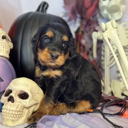 Joey - Tri-color male Bernedoodle puppy in Hemet, California from Vallevistadoodles