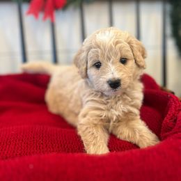 Smee - Gold male Bordoodle puppy in Valley Center, California from Circle R Valley Bordoodls