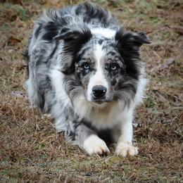 Border Collie puppies from Von Guadachi German Shepherds & Audacity Border Collies