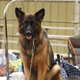 German Shepherds from Maroon Hills Kennel