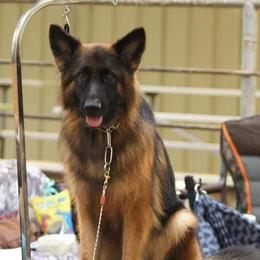 German Shepherds from Maroon Hills Kennel