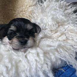 Morkie Puppies from CKC MorkiePoo Puppies