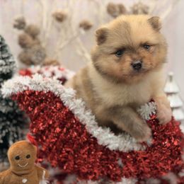 Twilight Sparkle - Chocolate merle female Pomeranian puppy in Gilroy, California from Belt Fed Kennels