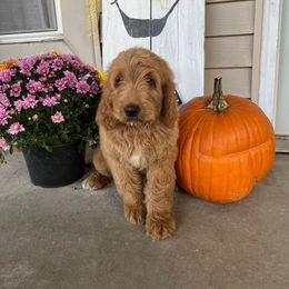 Goldendoodle Puppies from Rolling Acres Doodles and Poodles