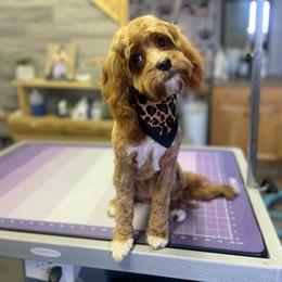 Bella - Cavapoo