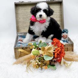 Bonnie - Black and white female Bernedoodle puppy in Statesville, North Carolina from Doodle Babies
