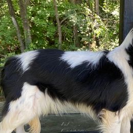 Cavalier King Charles Spaniels and Labrador Retrievers from Crystal Kennels