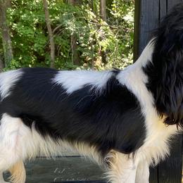 Cavalier King Charles Spaniels and Labrador Retrievers from Crystal Kennels