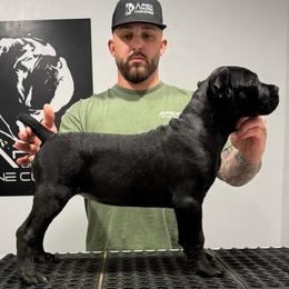 Female 1 - Black female Cane Corso puppy in Cashion, Oklahoma from APEXOK Cane Corsos LLC