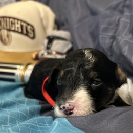 Bernedoodle Puppies from Elite Bernedoodle Besties LLC