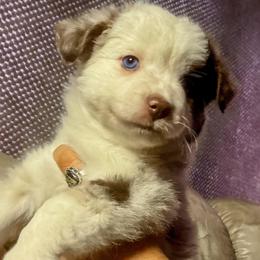 Red Merle - Red merle female Miniature Australian Shepherd puppy in Helmville, Montana from CKO Country Road Aussies