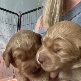 Goldendoodle Puppies from Baby Bell Doodles